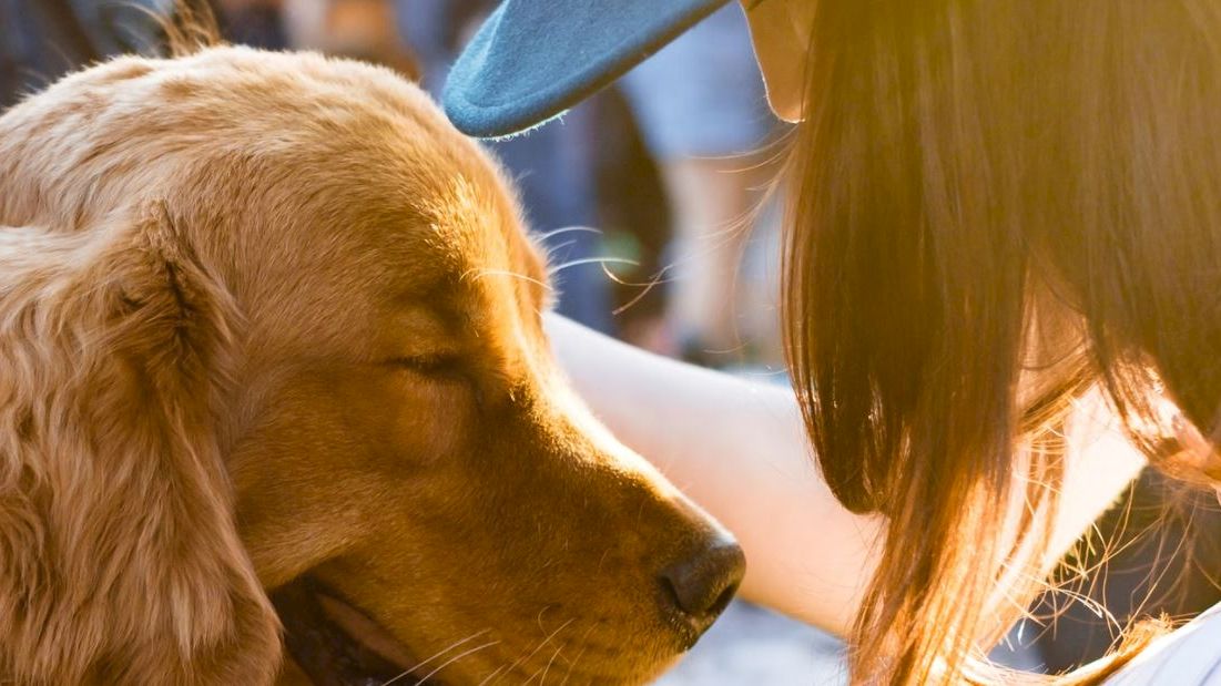 A person wearing a cap is gently touching the face of a golden retriever, creating a serene and affectionate moment.