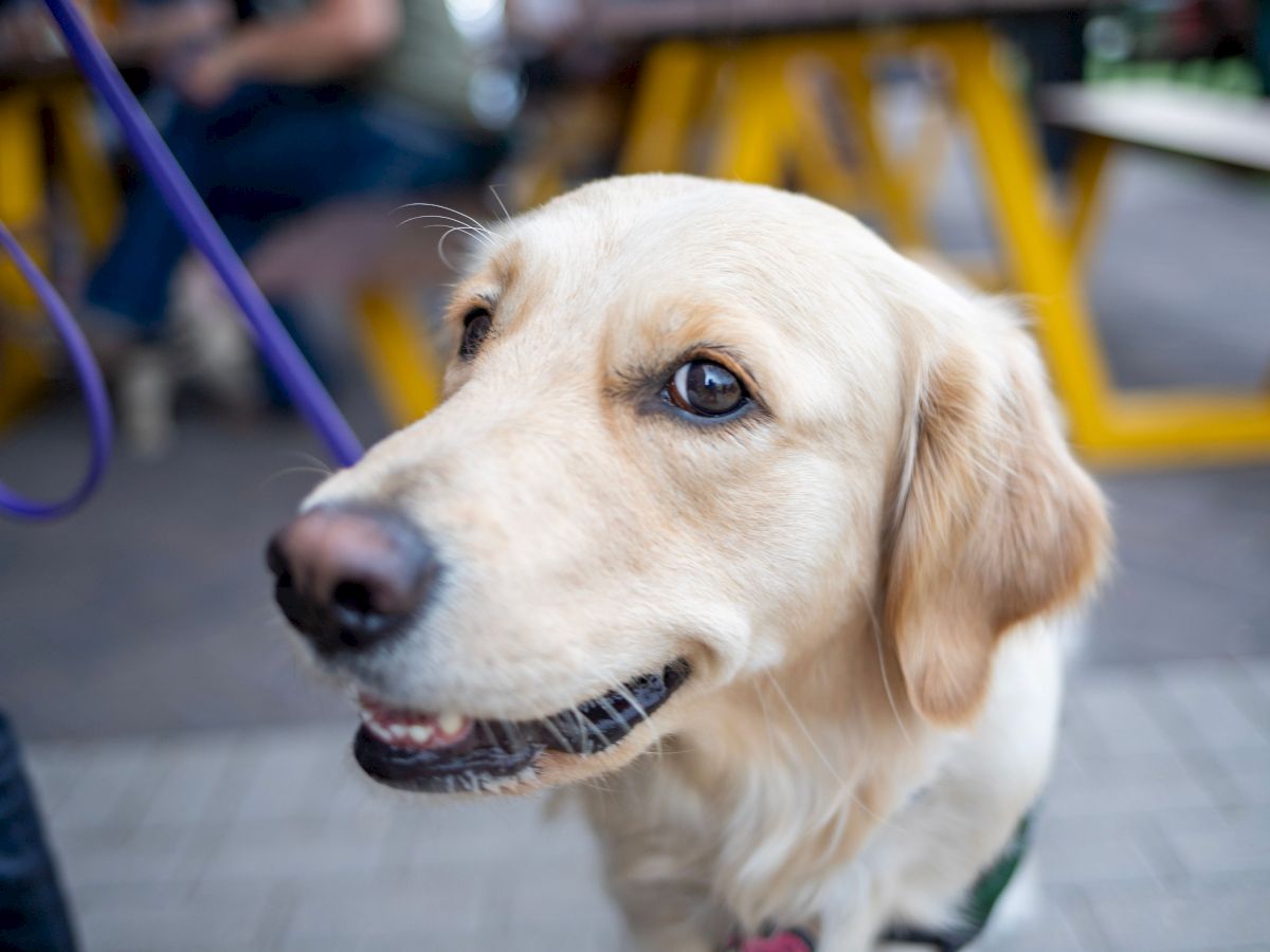A happy Golden Retriever on a leash looks toward the camera, with yellow benches and people blurred in the background.