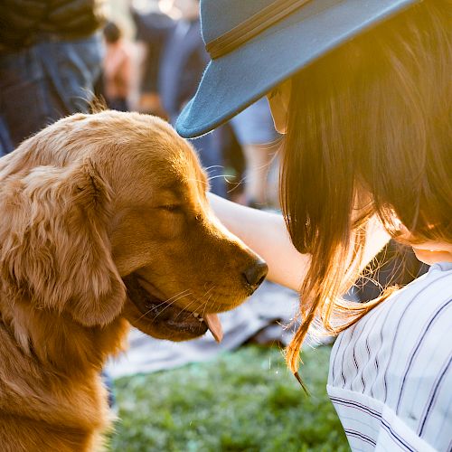 A person wearing a hat pets a golden retriever, with the dog appearing content and at ease during an outdoor setting.