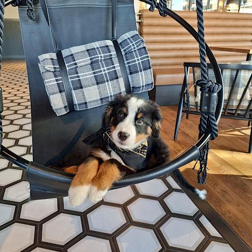 A puppy sitting in a hanging chair with a plaid cushion in a room with hexagonal floor tiles and modern decor.