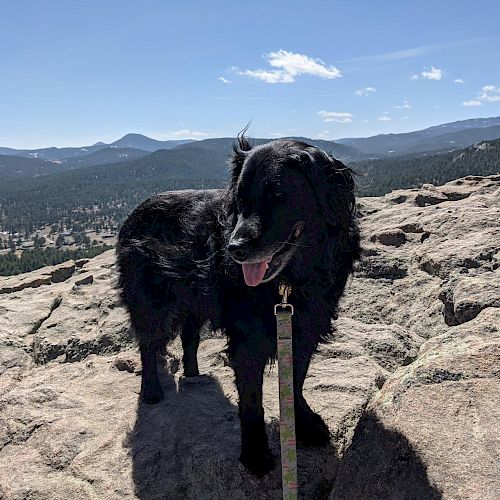 A black dog stands on a rocky terrain with a scenic mountain landscape and blue sky in the background.