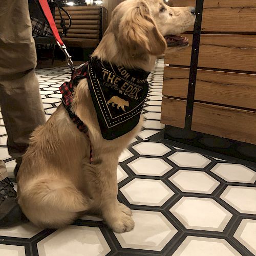 A golden retriever sits on a hexagonal-tiled floor, wearing a black bandana with gold writing, beside a person holding its red leash.