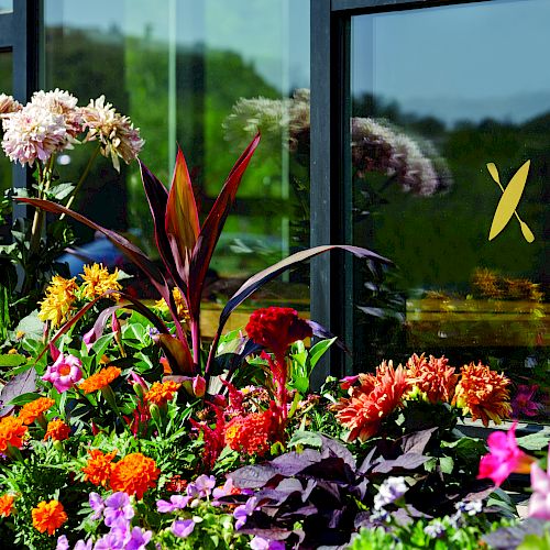 A vibrant garden with various colorful flowers and foliage near a reflective glass window showing outdoor scenery.