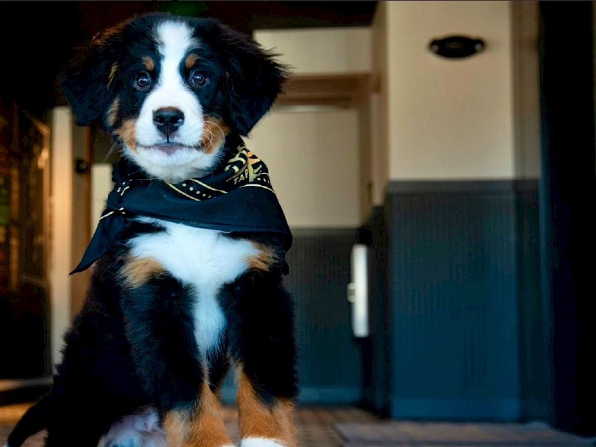 puppy at the eddy