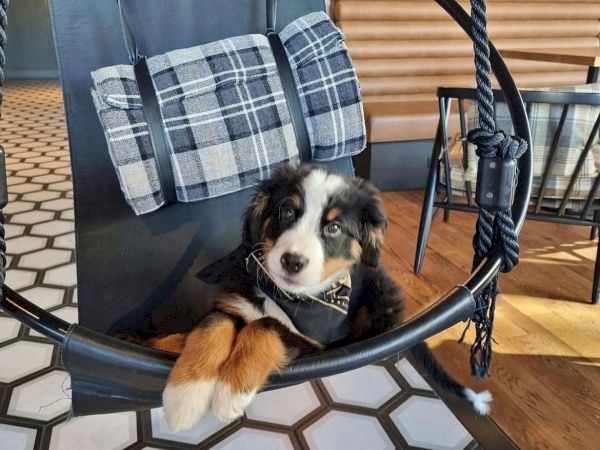 dog sitting in a chair