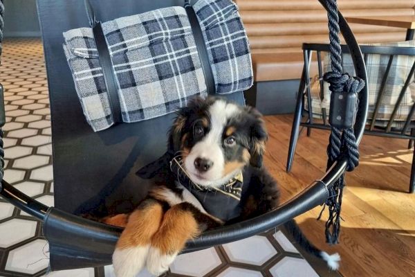 dog sitting in a chair