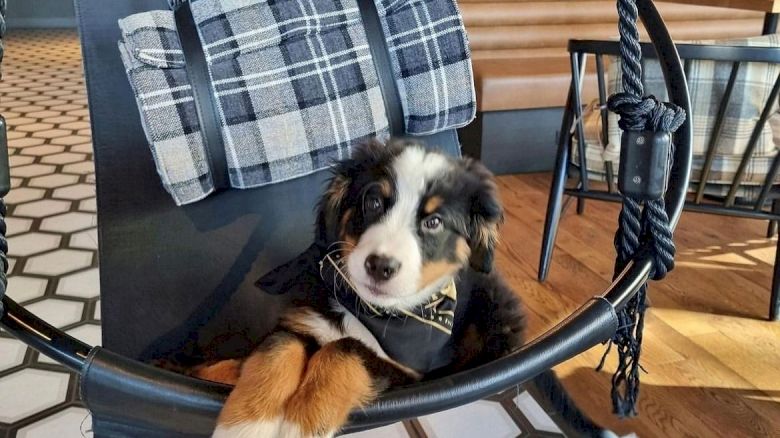 bernese mountain dog puppy