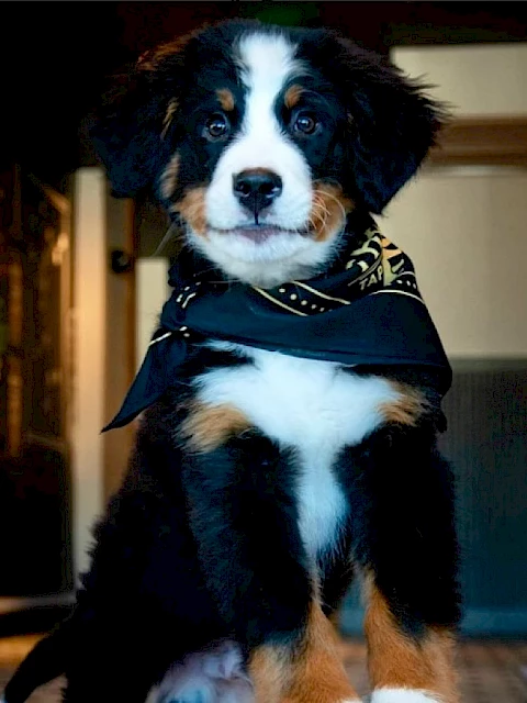 A Bernese Mountain Dog puppy wearing a black scarf sits indoors on a carpeted floor, looking directly forward.