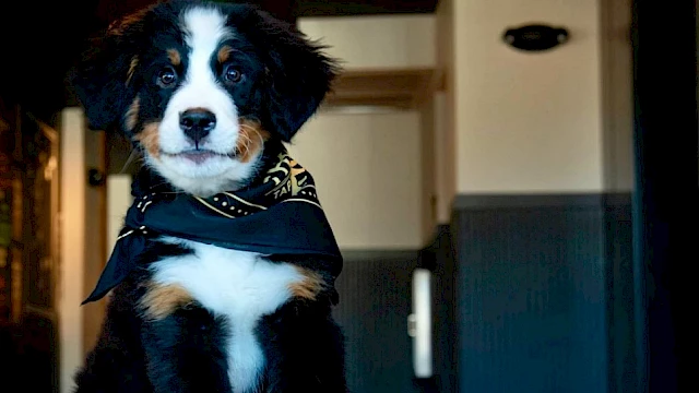 A Bernese Mountain Dog puppy wearing a black scarf sits indoors on a carpeted floor, looking directly forward.