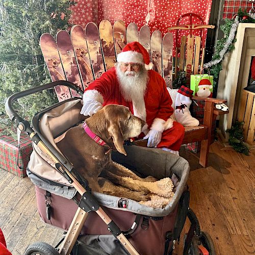 A Santa Claus figure is petting a dog sitting in a stroller. The scene is festive, with Christmas decorations and trees in the background.